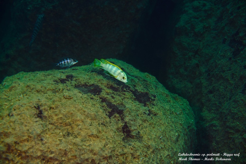 Labidochromis sp. 'perlmutt' Higga Reef